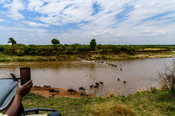 Wildebeests (Connochaetes) crossing Mara river at Serengeti national park, Tanzania. Great migration. 