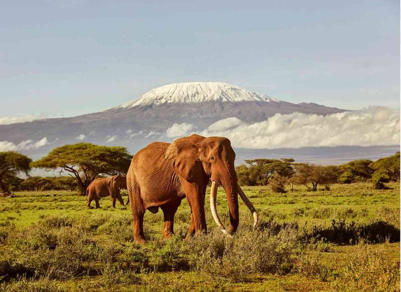 Elephants in Amboseli National Park Kenya