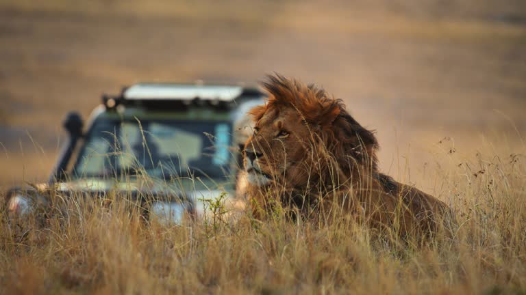Safari Jeep Kenya with a driver guide in Masai Mara