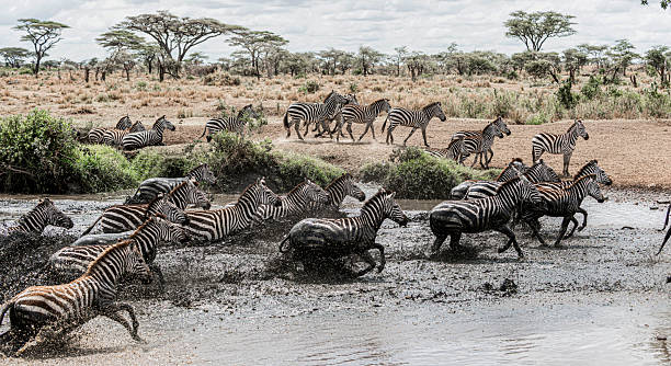 Large group of zebras running through a muddy river in the african savannah of Aberdare National Park in Kenya