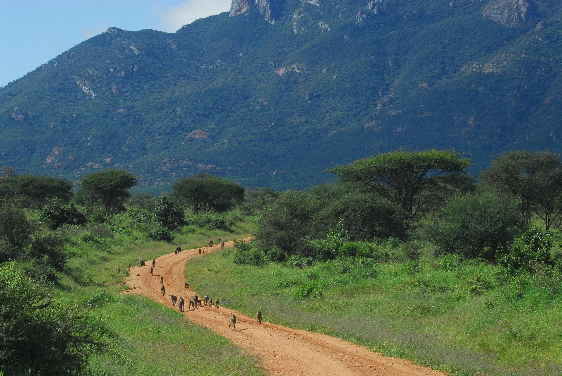 Baboons in Tsavo