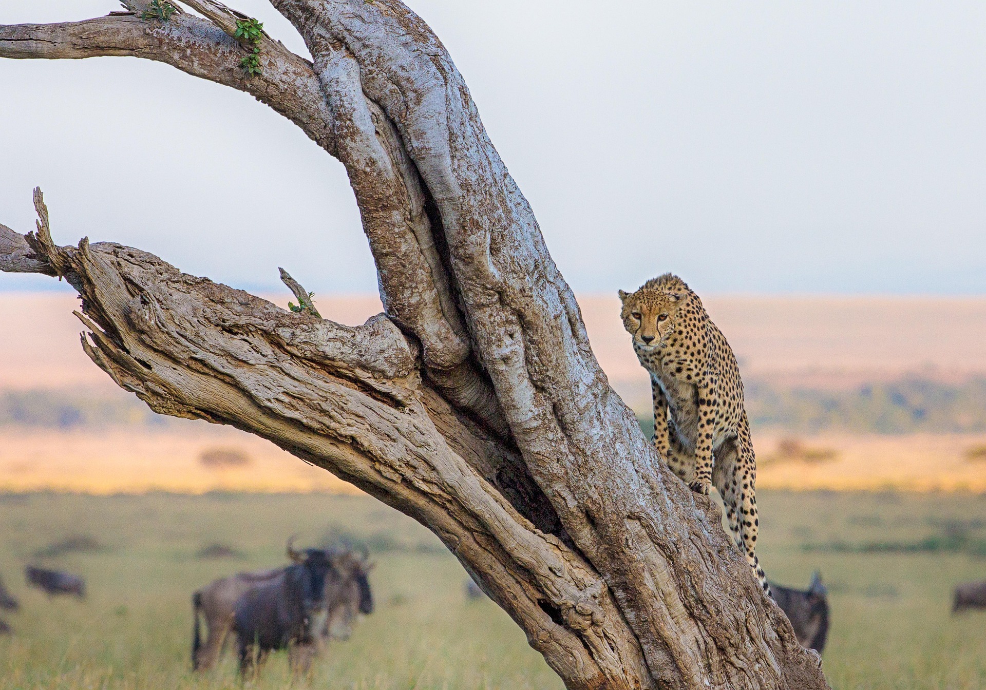 A cheetah in Masai Mara