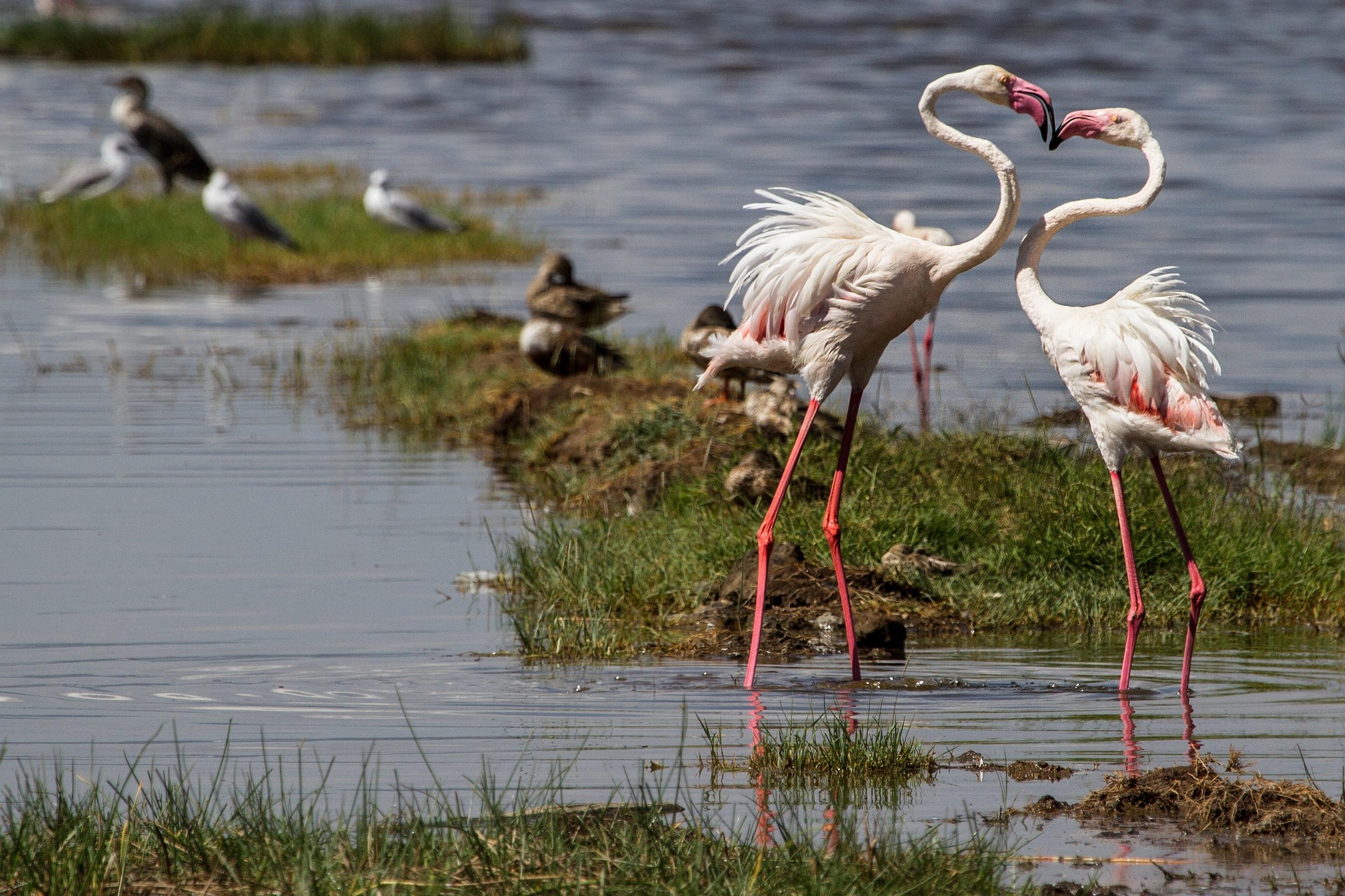 pink flamingoes in Lake Nakuru Kenya captured on camera by a traveller on a self drive in Kenya